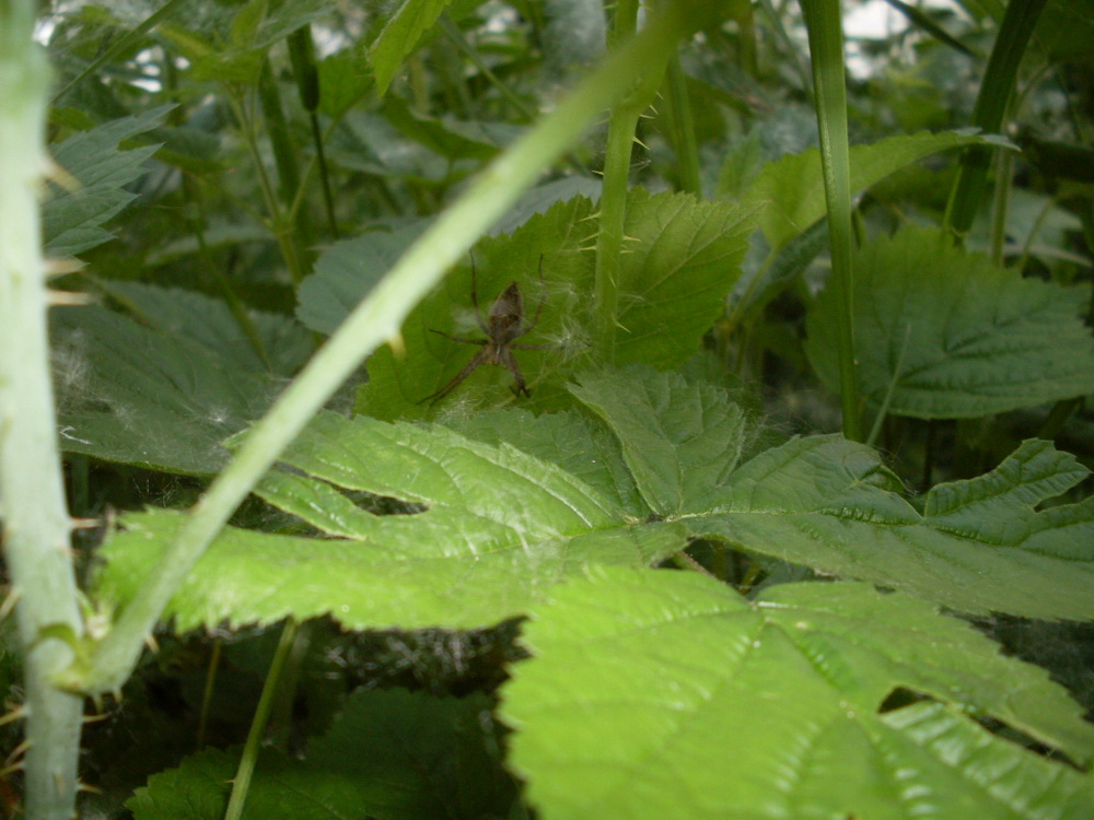 Pisaura sp. (Pisauridae) e Tetragnatha sp. (Tetragnathidae)